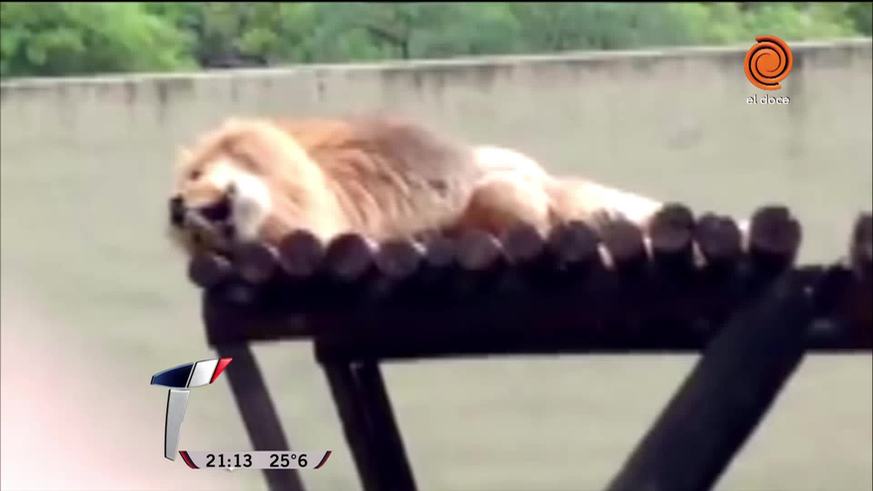 ¿Qué dijeron desde el Zoo por el león que hace gemidos?