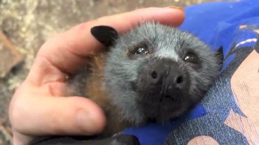 El video del murciélago que derrocha felicidad