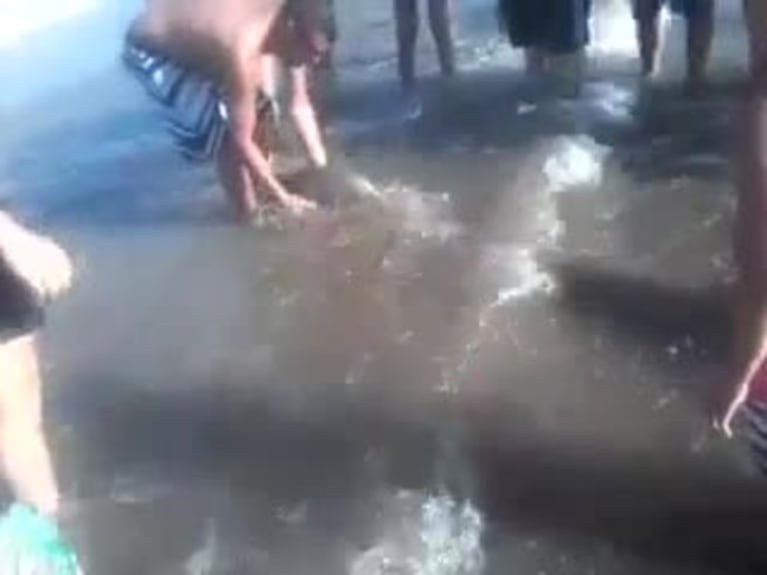 Así sacaron del mar al delfín que murió