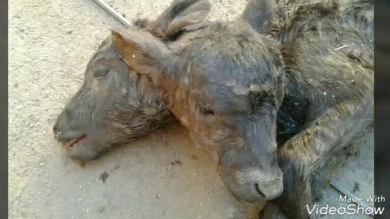 Nació un ternero de dos cabezas