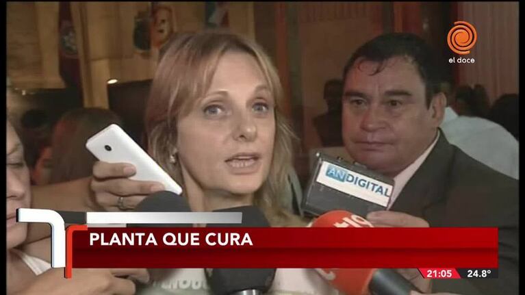 Organizaciones celebraron la legalidad de la marihuana medicinal