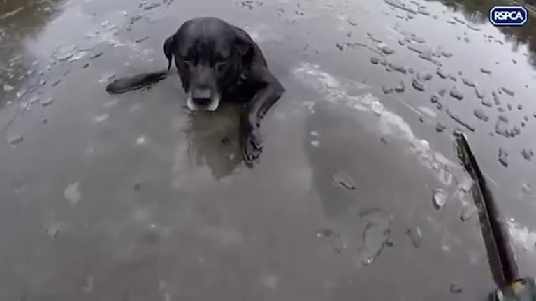 El rescate de un perro en un río congelado