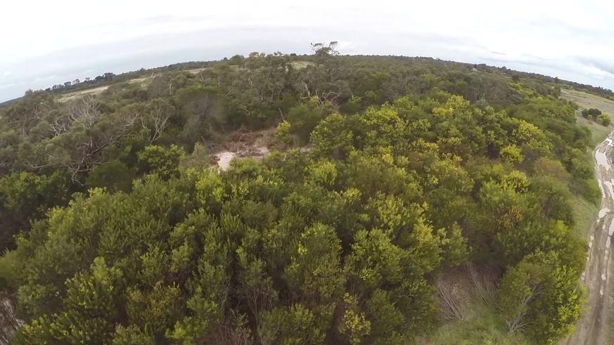 La pelea de un águila y un drone