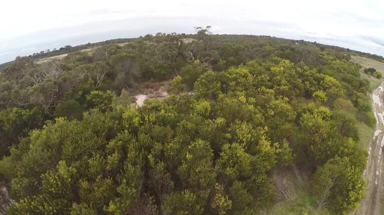Video entre un águila y un drone: una pelea impresionante