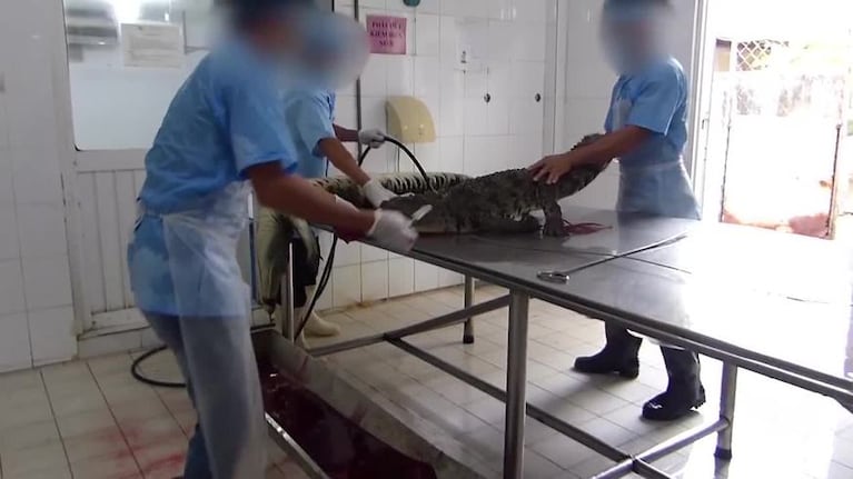 Escalofriante matanza de cocodrilos en Vietnam