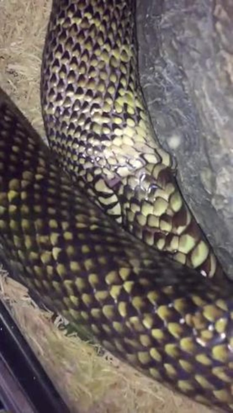 Una serpiente se tragó a sí misma