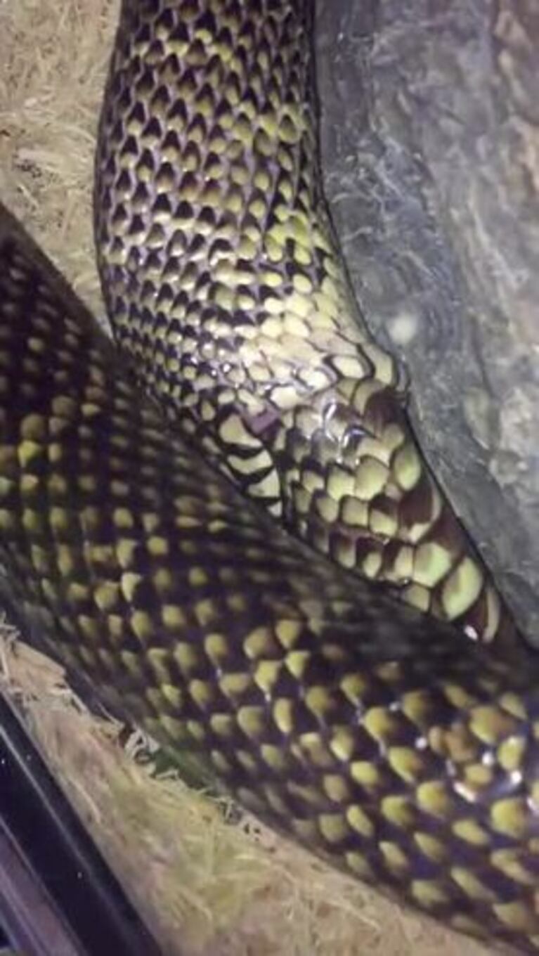 Una serpiente se tragó a sí misma