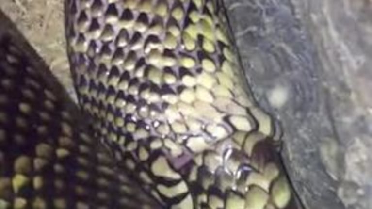 Una serpiente se tragó a sí misma