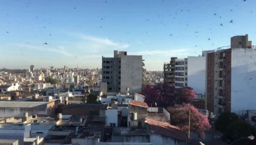 Gran invasión de langostas en Córdoba