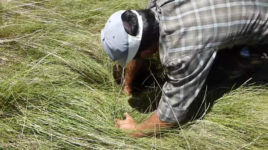 El video de la oveja que nace de la tierra 