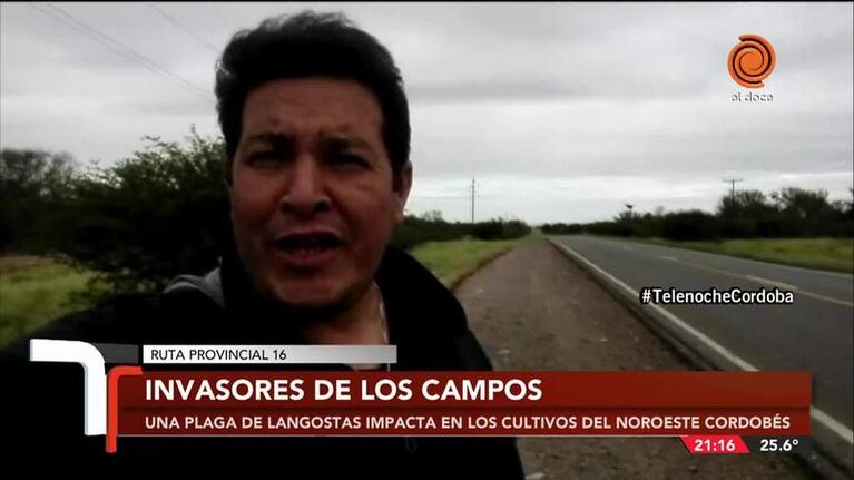 Invasión de langostas en el noroeste cordobés