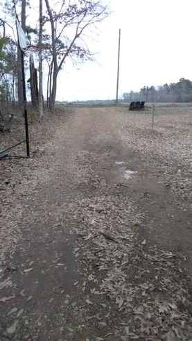 Un gallo corre a recibir a su dueña todos los días