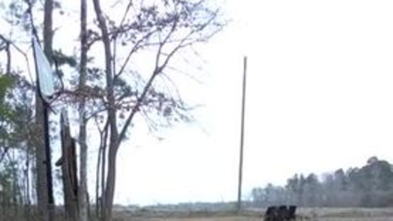 Un gallo corre a recibir a su dueña todos los días