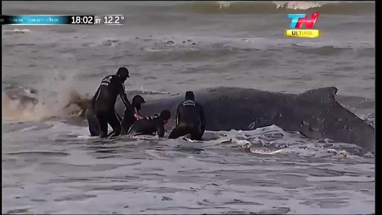 Intentan rescatar una ballena encallada