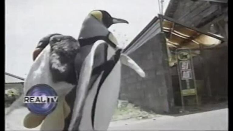 La tierna pingüina que busca comida con su mochila