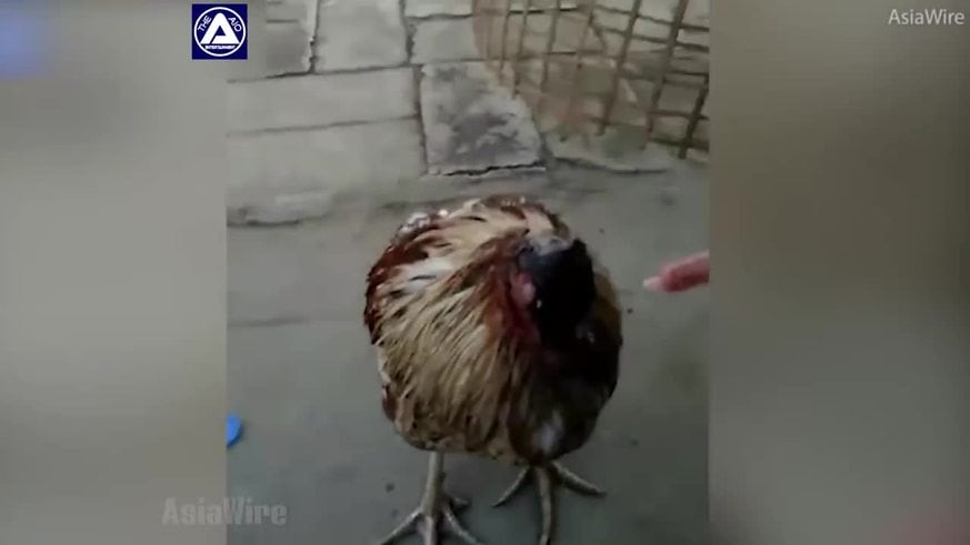 La gallina que vive sin cabeza