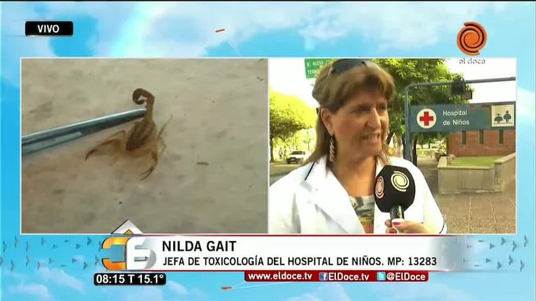 Alerta alacranes: ya se registraron 67 casos