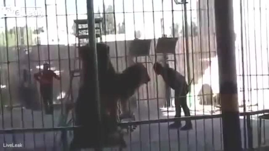 Un león atacó y mató a su domador en un show