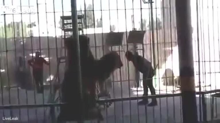 Un león atacó y mató a su domador en un show