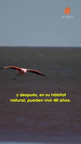 Los fascinantes flamencos de las Salinas de Córdoba