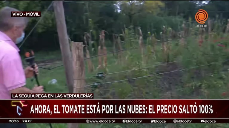 Sequía y cinturón verde: el tomate aumentó un 100% en Córdoba