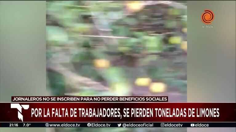 Preocupación de los productores de limones por la falta de trabajadores