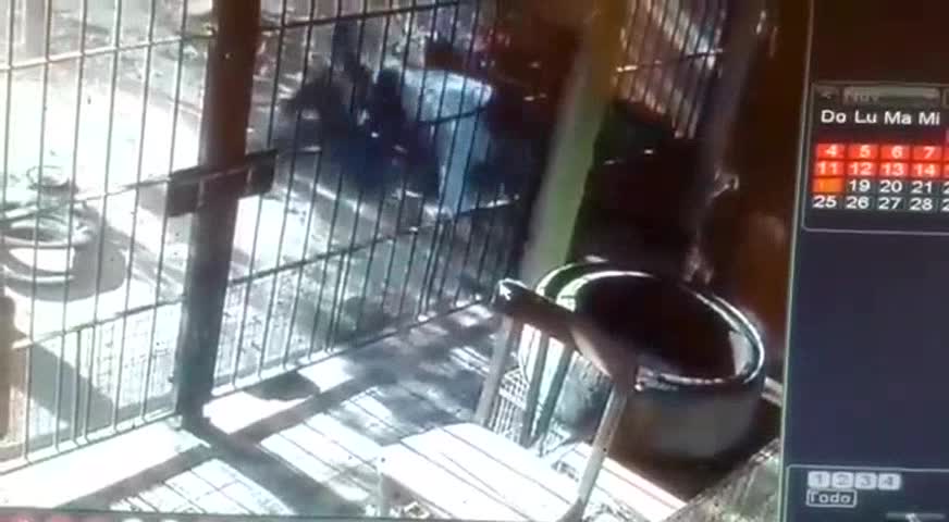 Se cayó al patio de una casa