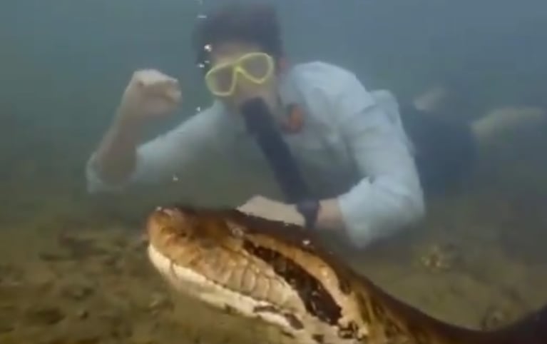 Video: descubrieron una especie nueva de anaconda de 200 kilos y 8 metros de largo
