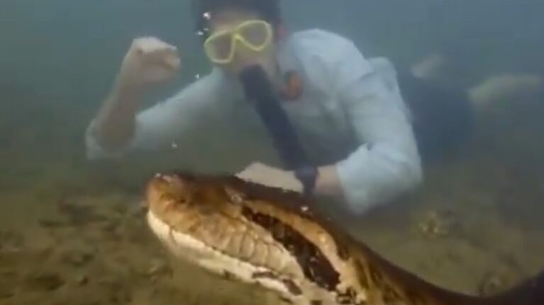 Video: descubrieron una especie nueva de anaconda de 200 kilos y 8 metros de largo