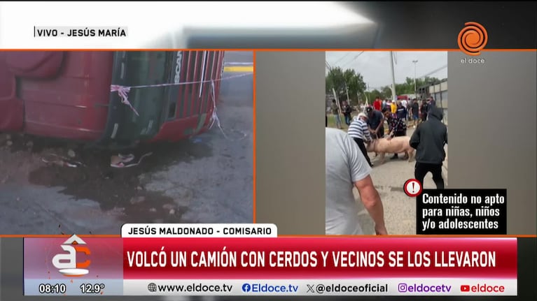 Saquearon un camión con cerdos vivos que tumbó en Jesús María