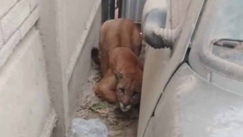 El puma en una casa de Necochea