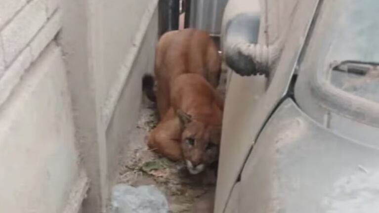 Encontró un puma en el garaje de su casa