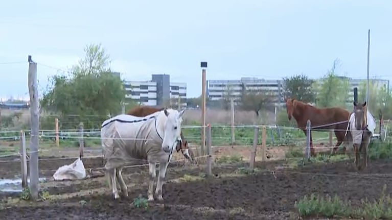 robo caballos-2026-09-14_08-16-19_1802579