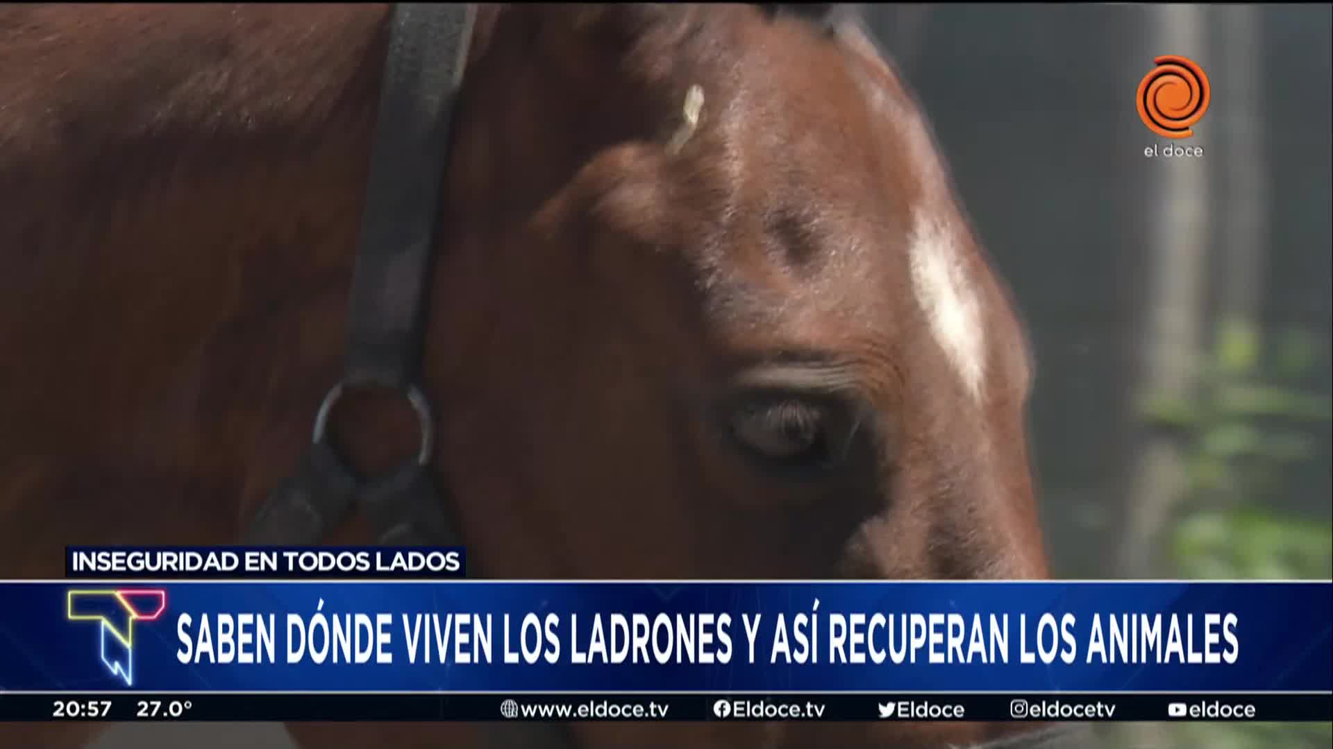 Les robaron varios caballos a una ONG en Córdoba