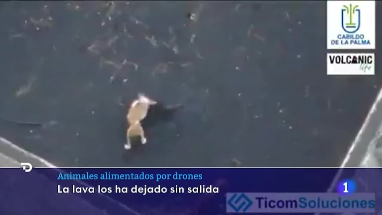 Un dron gigante, la última esperanza de tres perros en La Palma