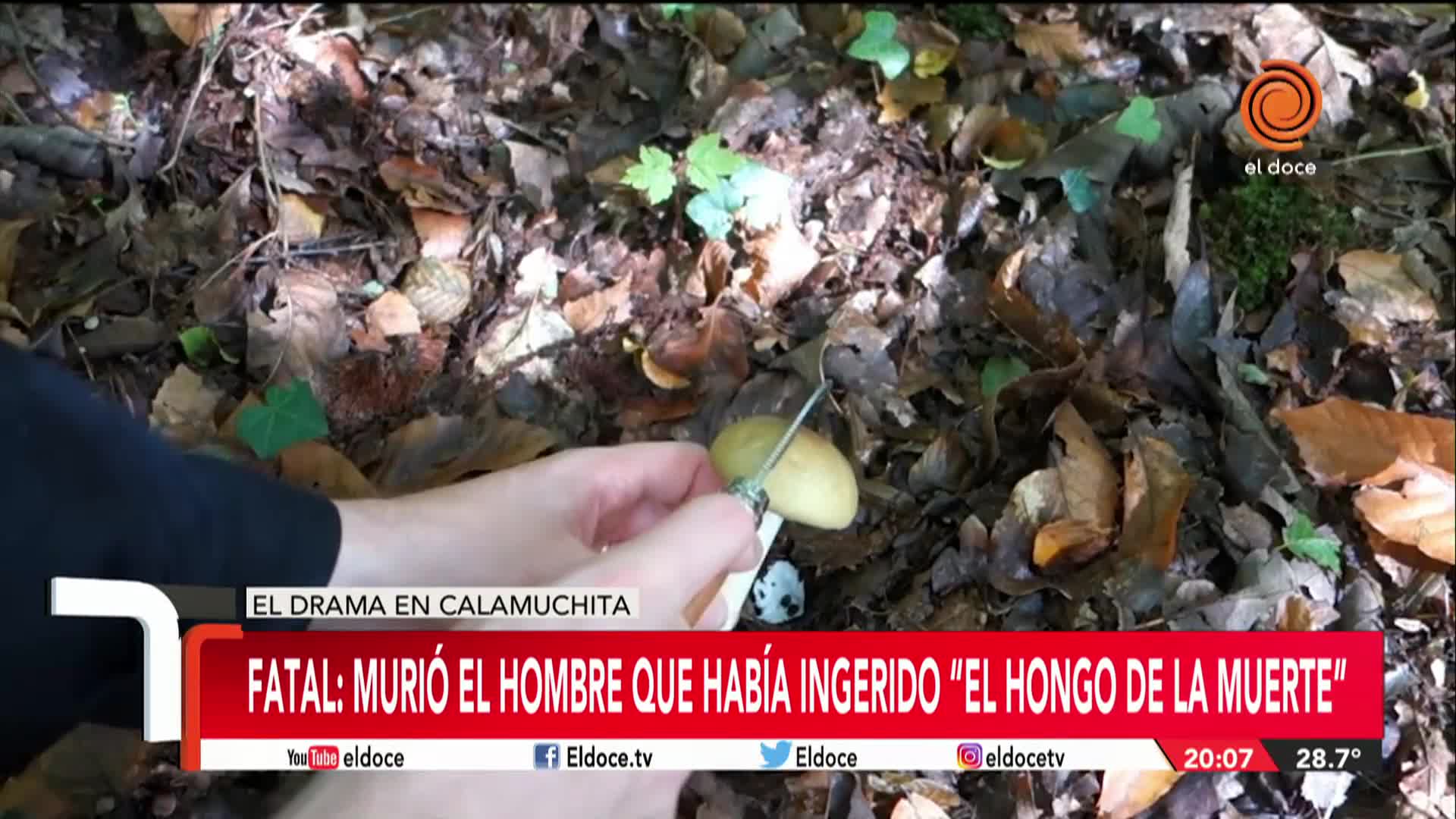 Los síntomas que provoca el "hongo de la muerte"