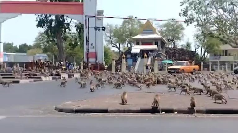 Por el coronavirus, monos invadieron las calles de Tailandia