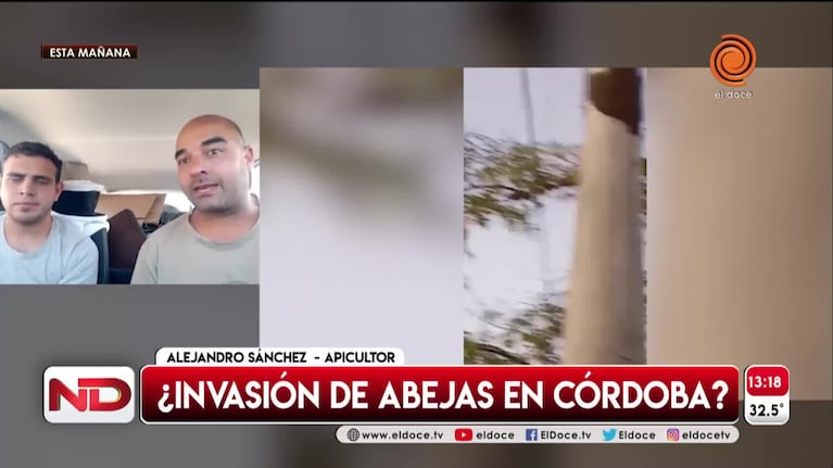 Por qué es más frecuente ver abejas en la ciudad de Córdoba