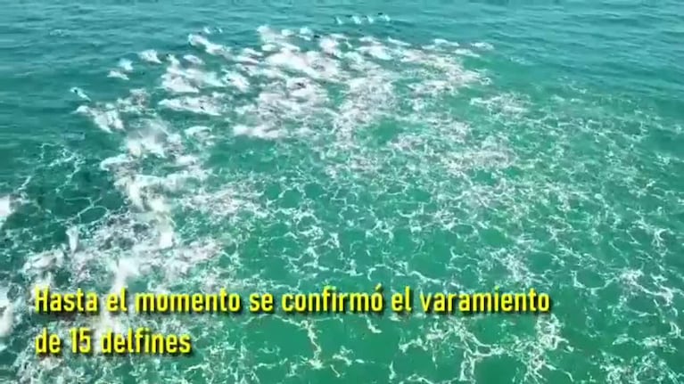 El ataque de orcas a un grupo de delfines