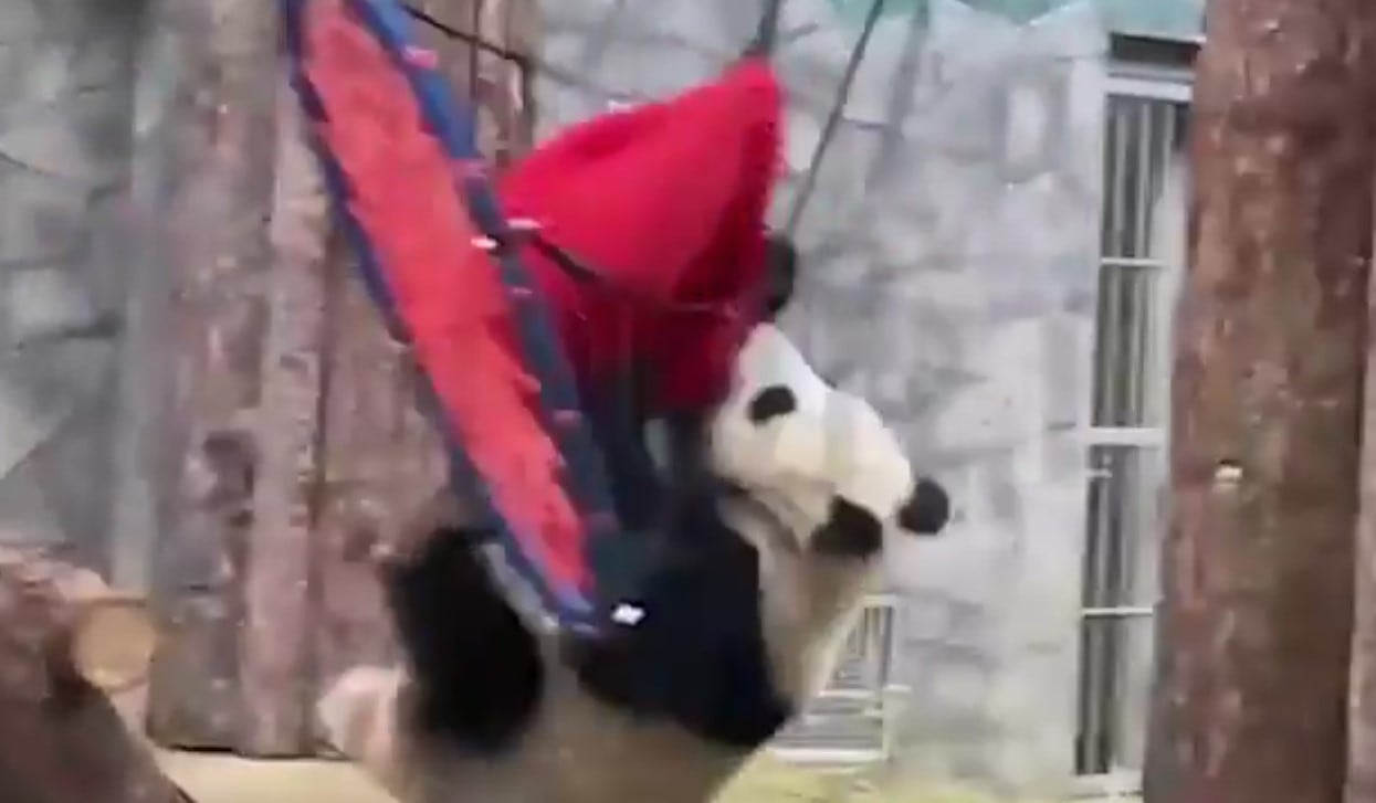 Un panda boxeador en el zoológico de Moscú