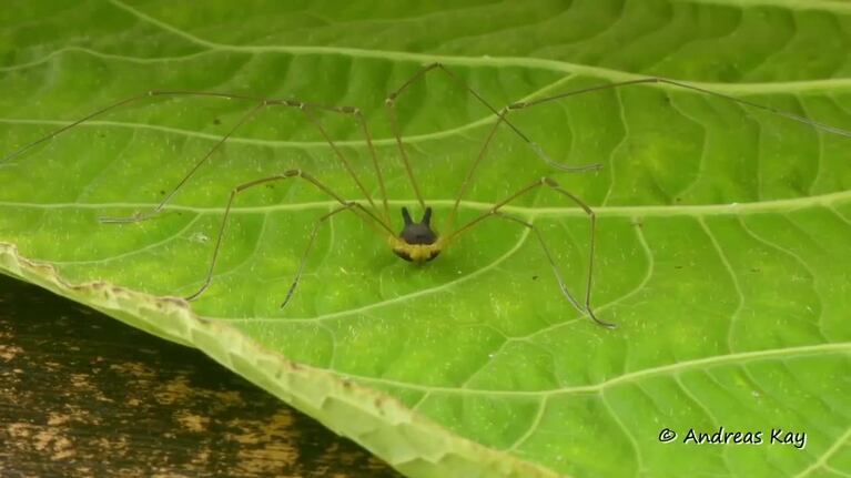 La imagen de la araña con cara de perro