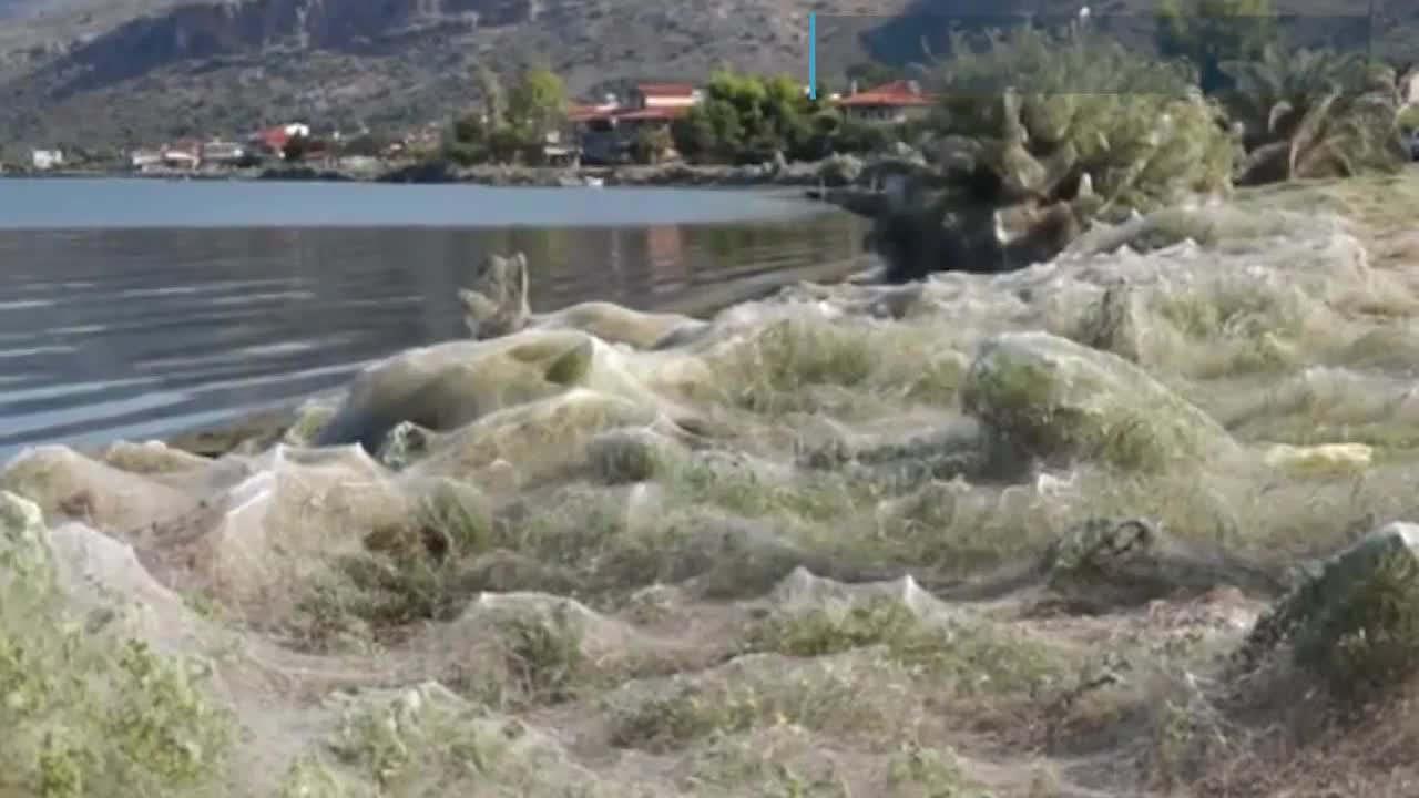 Telaraña gigante en una playa 