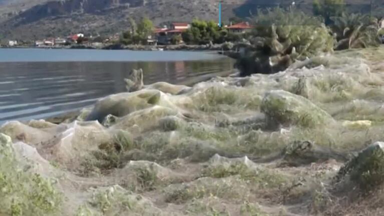 Telaraña gigante en una playa