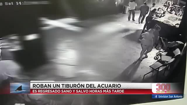 Robaron un tiburón de un acuario