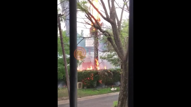 Un rayo prendió fuego una palmera