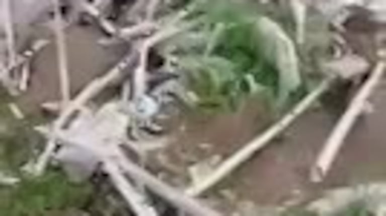 Yacarés en el río Cuarto