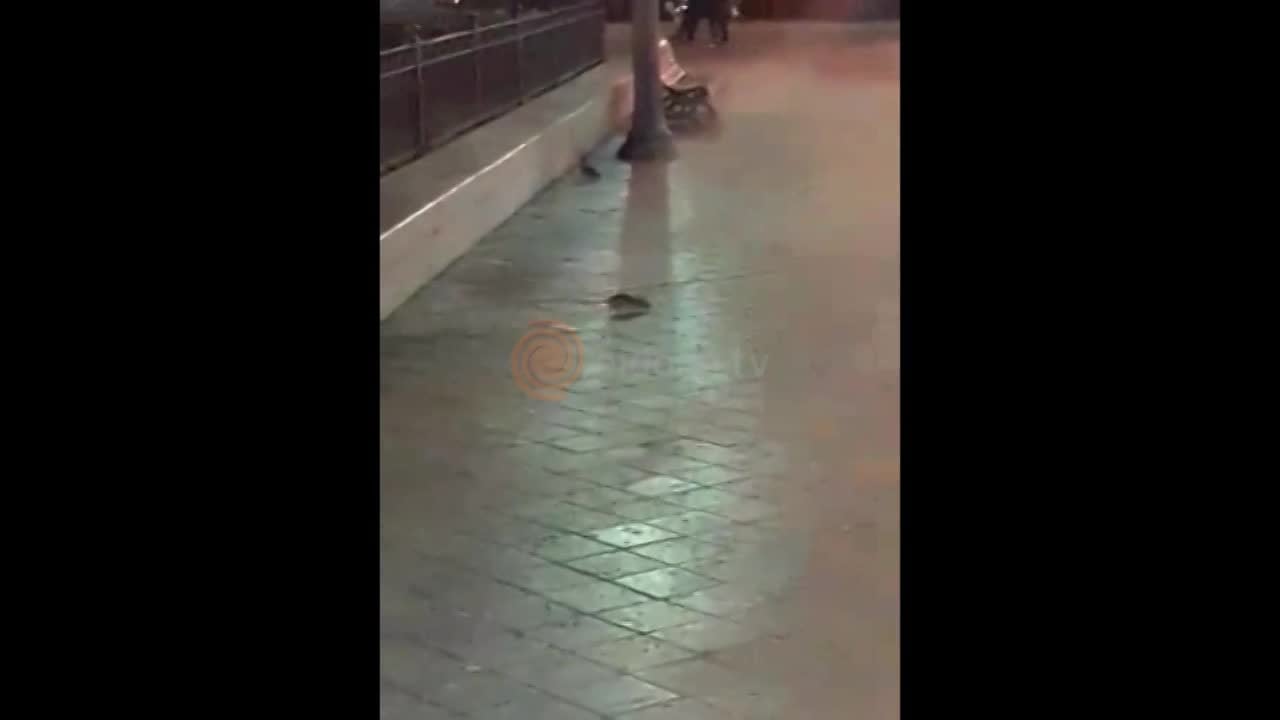 Las ratas en Plaza San Martín