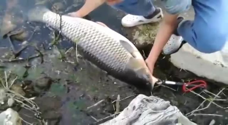 Pescaron una carpa amur en el San Roque