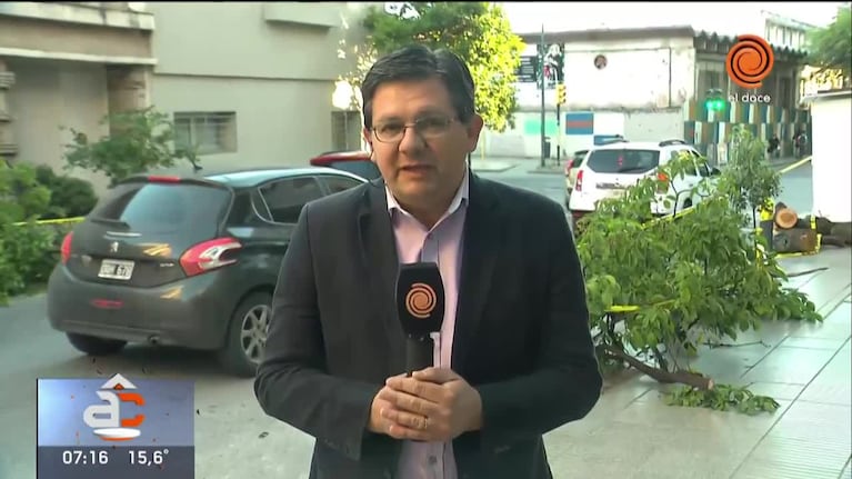 Un árbol cayó sobre una camioneta
