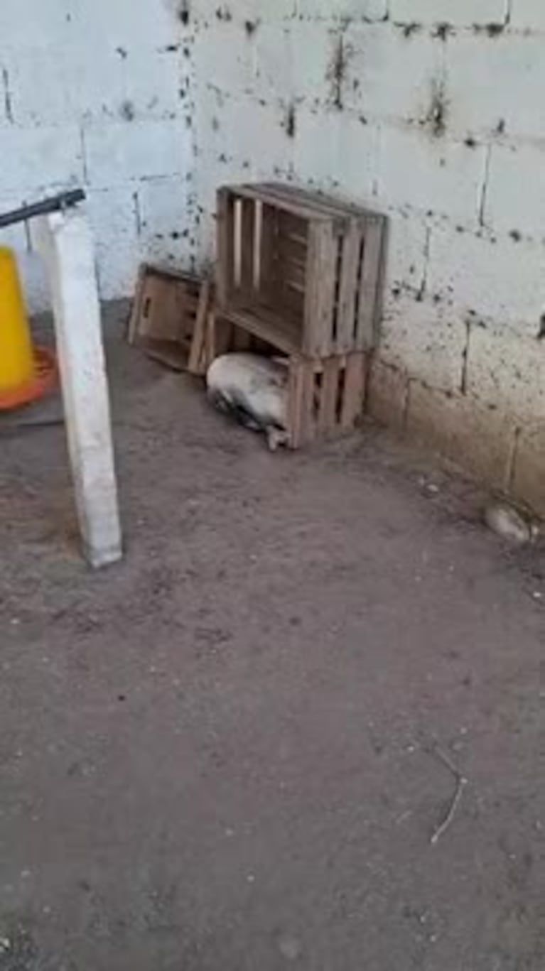 Video Placeholder